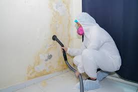 Best Black Mold Removal  in Braidwood, IL